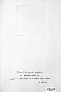 Image of Melasmia empetri